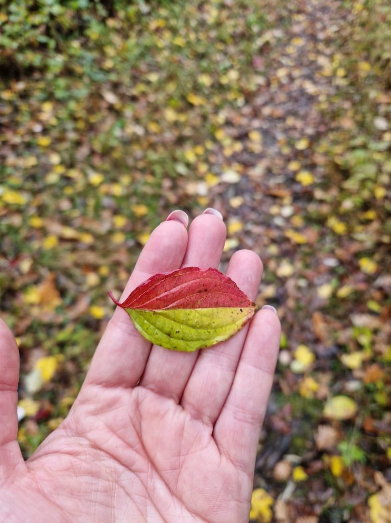 Ein Blatt mit zwei verschiedenen Farben.