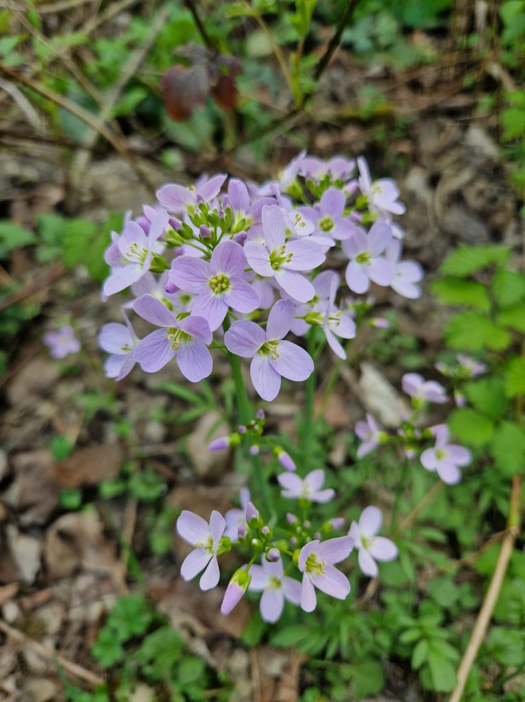 Schöne ganz hell lila farbene kleine Blüten