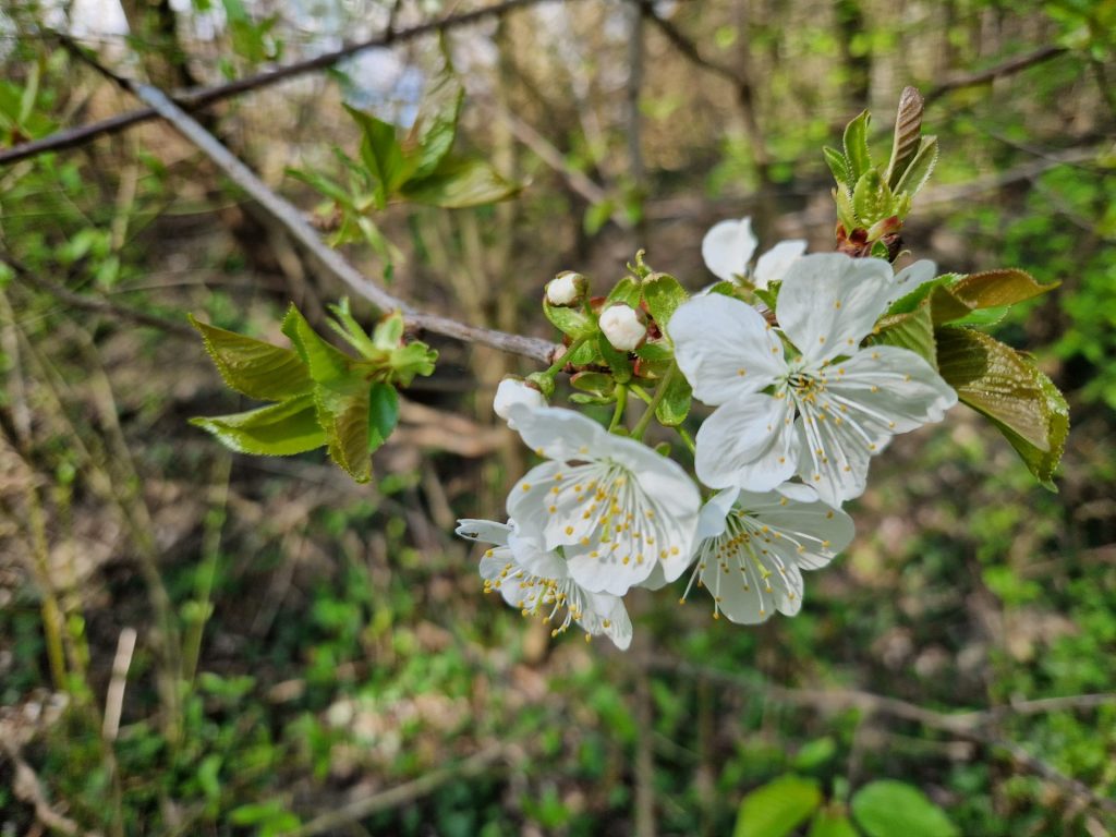 weisse Blüten am Ast 
