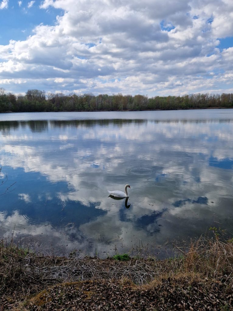 Schwan auf einem See und der wolkige Himmel spiegelt sich um Wasser. 