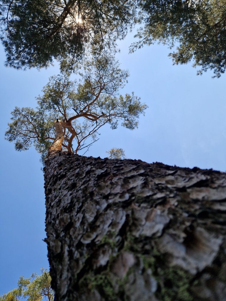 Baum ganz nah an der Runde fotografiert, und man sieht die Spitze