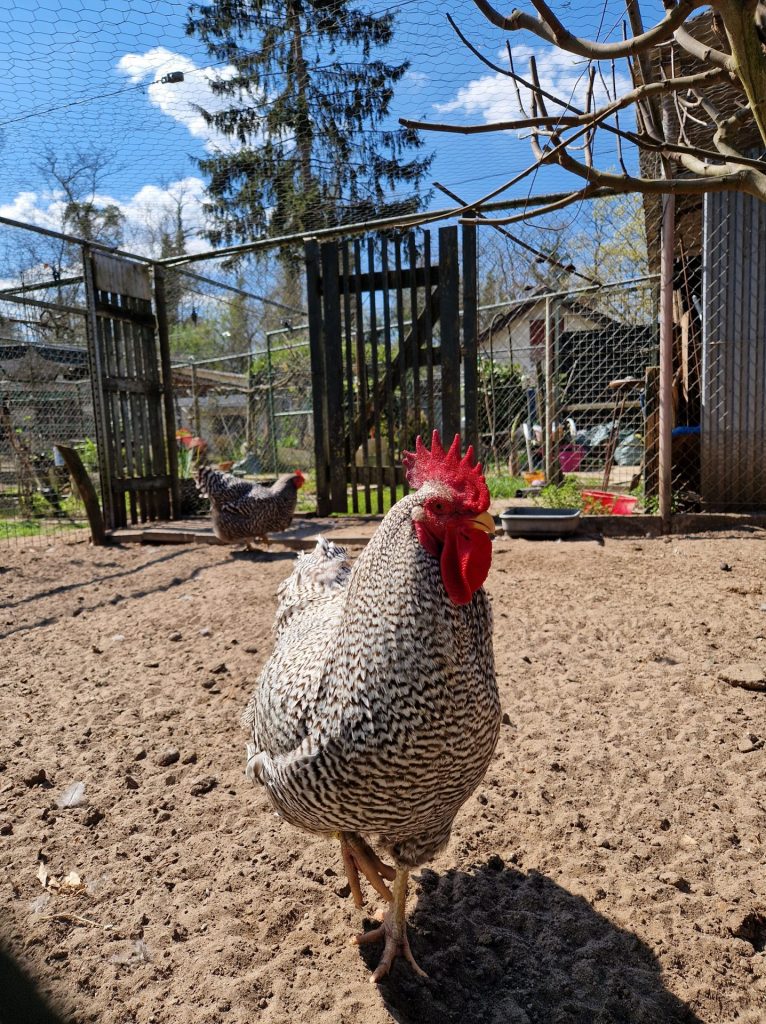 Ein Huhn mit roten Kamm und weissem Gefieder und schwarzen Punkten