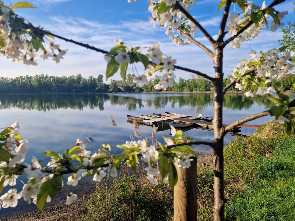 Im Vordergrund sind Kirschblüten zu sehen und im HIntergrund ein Bootssteg auf dem Wasser. Blauer Himmel mit ein paar Wolken.