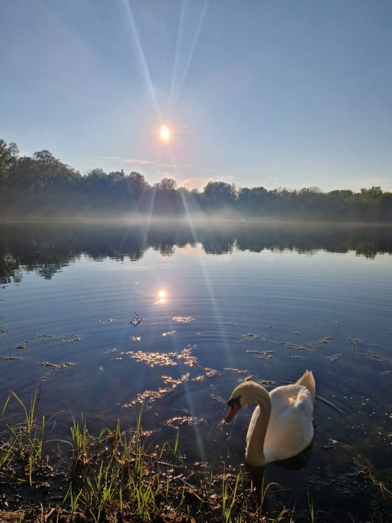 Ein Schwan ganz nah am Ufer und die Sonne i Hintergrund
