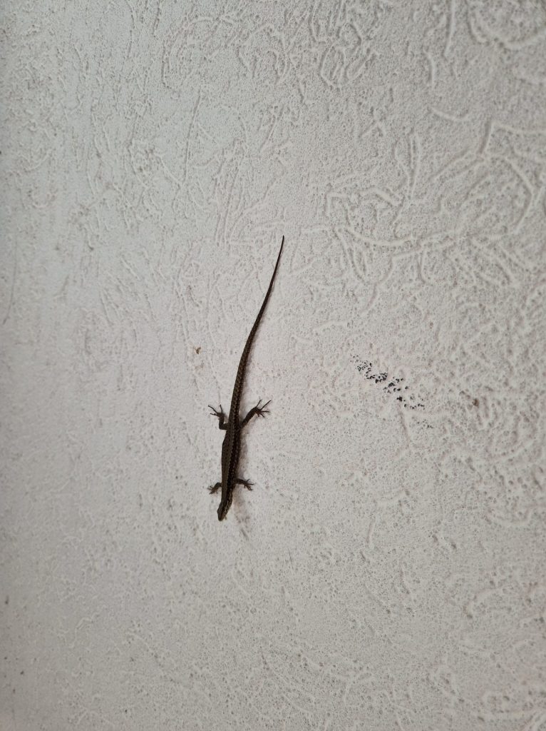 Eine Eidechse an der Wand im Hausflur. 