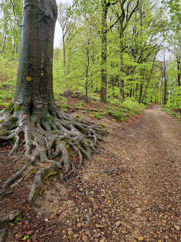 Ganz grosse Wurzeln an einem Wanderweg.