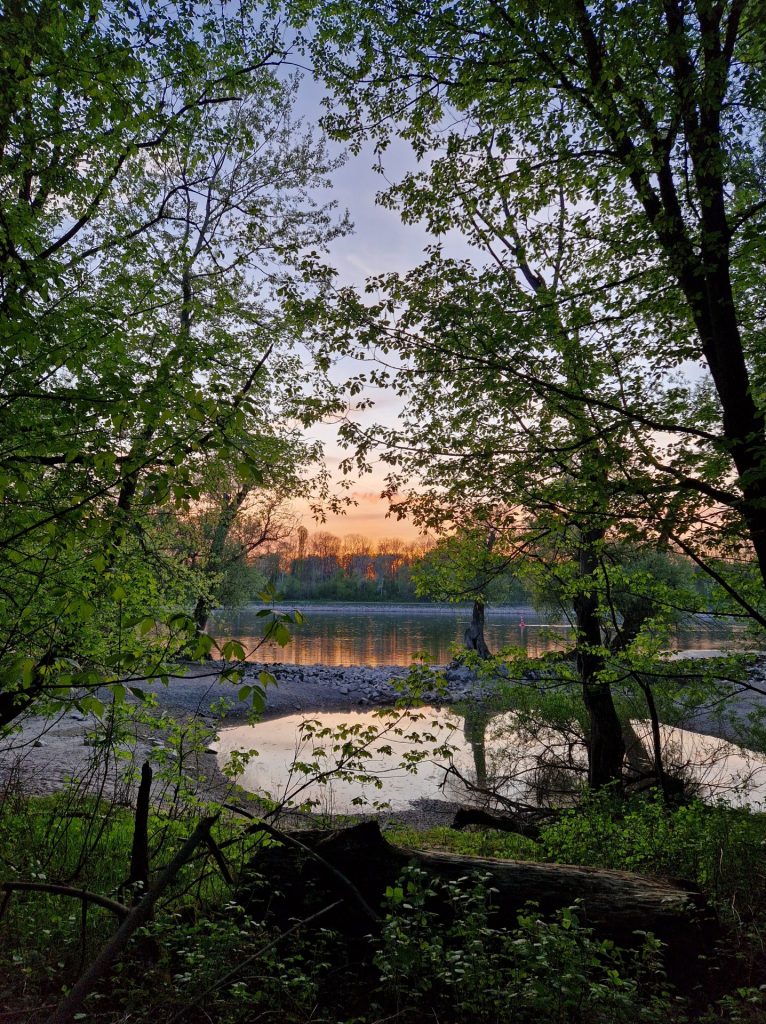 Sonnenuntergang durch Laub durchfotografiert. 